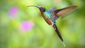 il colibrì